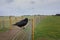 Crow of Stonehenge, England