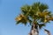 A crow on the sugar palm tree branch