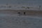 Crow takes food from a seagull on the beach