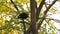 Crow takes off from tree