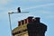 Crow on a television aerial