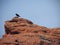 Crow on top of cliff in Desert panoramic Views from hiking trails around St. George Utah around Beck Hill, Chuckwalla, Turtle Wall