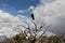 Crow in tree