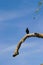 Crow on tree