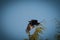 A crow on a tree in jena at a cemetery at summer, copy space