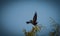 A crow on a tree in jena at a cemetery at summer, copy space