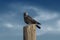 A crow waiting on a wooden pole