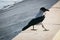 A crow walking along the embankment in search of food