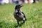 Crow walking on a lawn