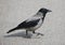 Crow walks on the gray asphalt