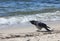Crow walks on the sand on the beach near the sea