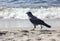 Crow walks on the sand on the beach near the sea