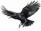 Crow Watcher: A Bird\\\'s Eye View