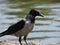 The crow on the water background in  park in  Kotka, Finland