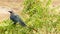 A crow wet in rain sitting on a neem tree shake up to remove water