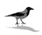 Crow on a white background. A proud black bird. Cartoon.