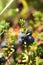 crowberry dwarf shrub with fruits alpine species