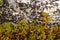 Crowberry on a stone. Empetrum