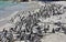 Crowd of African penguins