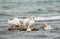 Crowd of American White Pelicans on a small rock