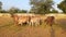 Crowd of beautiful gir cows