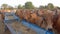 Crowd of beautiful gir cows