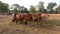 Crowd of beautiful gir cows