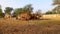 Crowd of beautiful gir cows