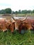 Crowd of beautiful gir cows in ahmedabad, Gujarat, India