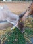 Crowd of beautiful gir cows in ahmedabad, Gujarat, India