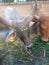 Crowd of beautiful gir cows in ahmedabad, Gujarat, India