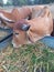 Crowd of beautiful gir cows in ahmedabad, Gujarat, India