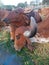 Crowd of beautiful gir cows in ahmedabad, Gujarat, India