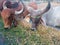 Crowd of beautiful gir cows in ahmedabad, Gujarat, India