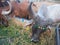 Crowd of beautiful gir cows in ahmedabad, Gujarat, India