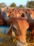 Crowd of beautiful gir cows in ahmedabad, Gujarat, India