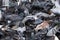 Crowd of birds. Big flock of street pigeons fighting for feed as a background