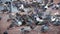 Crowd of birds fighting for foods, time lapse shot