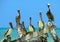 Crowd of Brown Pelicans perched on an old peer