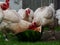 Crowd of Chickens With Heads Buried in Watermelon