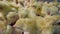 Crowd of cute newly hatched chicks. 4K.