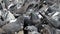 A crowd of doves jam pack the town square in slo-mo