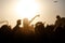 The crowd enjoys the summer music festival, sunset, the silhouettes hands up