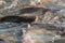 Crowd of freshwater fish scramble food in river