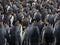 The Crowd of King Penguins in the Falklands Islands