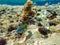 A crowd of Mediterranean fish eating on a rock. Underwater photography in the Algeria backdrop. Fish eat a sea urchin, Mediterrane