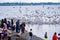 A crowd of people at White Rock looking at the natural phenomena of thousands of dead anchovies being eaten by wildlife.