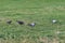 Crowd of pigeon on the meadow