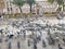 Crowd of pigeon on the walking street pigeons spread diseases