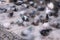 Crowd of pigeons motion blurred on street. City doves eating